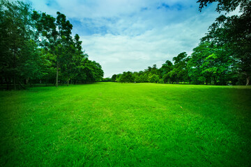 beautiful park, green grass