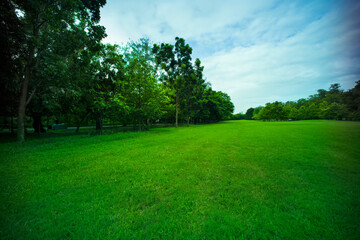 beautiful park, green grass