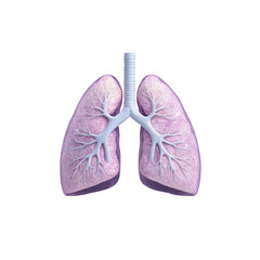 Lungs anatomical illustration on transparent background showcasing detailed structure and branches