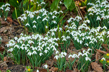 Nature, plants and bush of flowers in garden with sustainable, botany and eco friendly landscape. Outdoor, field and bunch of white snowdrop floral stems blooming in spring season by countryside.