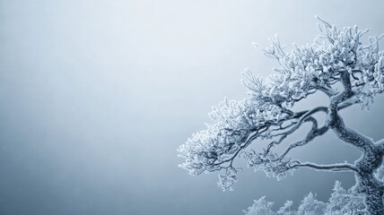 Frosty Branches in Winter Mist