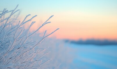 Frost Covered Branches at Pastel Sunset Winter Landscape