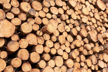Lumber, fuel and environment with log stack in nature for wood, construction and timber sawmill. Trees, furniture industry and pine with pile of firewood for pattern, lumberjack or background