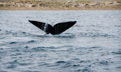 Fototapeta premium sighting of the southern right whale in the Valdés Peninsula, argentine Patagonia.