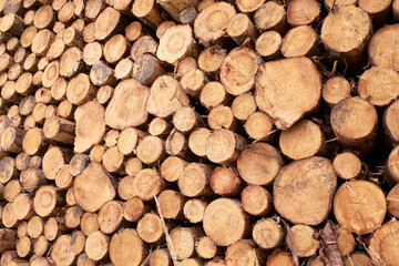 Wood, fuel and environment with stack of log in nature for lumber, construction and timber sawmill. Trees, furniture industry and pine with pile of firewood for pattern, lumberjack or background