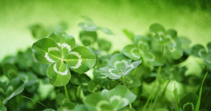 Good luck four leaf clover from meadow of clovers. A rare and unique find of a 4 leaf clover symbolizes luck, good fortune, and prosperity. Field of clovers for a green background or St Patricks day.