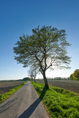 Blue sky, road and tree in countryside environment for holiday, travel or vacation. Asphalt, direction and landscape with route outdoor in nature for adventure, exploration or journey to location