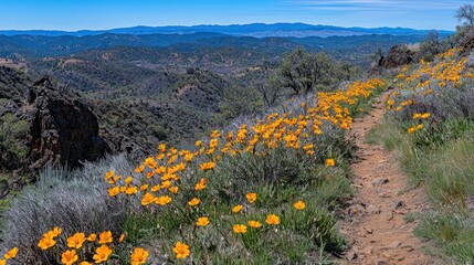 Fototapeta premium Serene Mountain Trail with Blooming Wildflowers