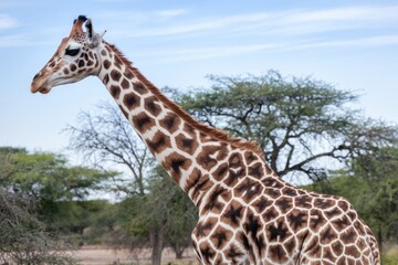 Obraz premium Majestic Profile in Soft Natural Light, Against a Savanna Backdrop, Showing Distinctive Patterned Hide
