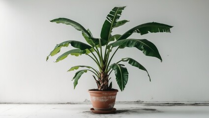 Fototapeta premium Image of a banana plant in a pot against a white backdrop