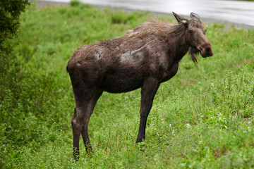 A moose (alces alces) stands along a road near Denali National Park in Alaska