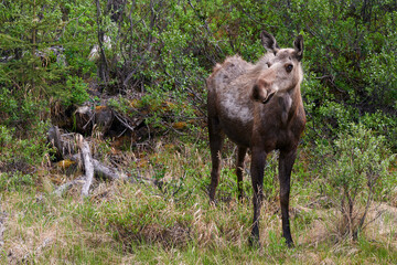 A ÒsmallÓ moose (alces alces) walks through a meadow near Denali National Park in Alaska