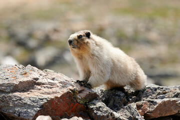 An Alaskan Marmot (Marmota brewer) suns itself on a rock outcropping on a ridge in Denali National Park in Alaska