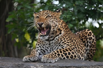 Obraz premium Close-up portrait of an angry leopard roaring while lying on a rock, with blurred foliage in the background; natural light, tan and black fur