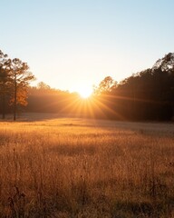 Obraz premium Golden sunrise over a field with trees. Sun rays illuminate tall grass. Peaceful autumn morning scene.