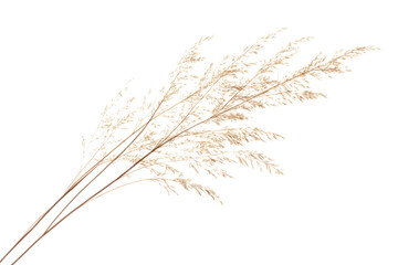 Fototapeta premium A delicate wild grass stalk illuminated by the warm hues of a setting sun in a forest, with detailed textures and a shallow depth of field focusing on individual grass blades