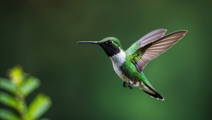 Fototapeta premium Emerald Violet-ear (Colibri thalassinus) hummingbird soaring against a green backdrop in Costa Rica