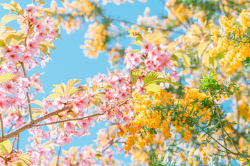 spring flowers background
