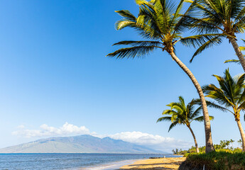 West Maui Mountains and Palm Trees at Waipuilani Beach Park, Kihei, Maui, Hawaii, USA © Billy McDonald
