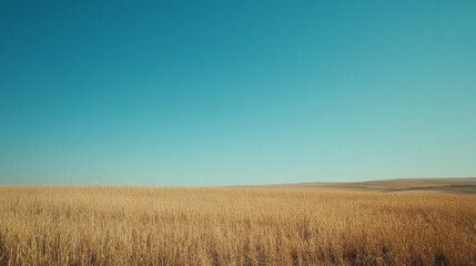 Obraz premium Wide Shot of Golden Wheat Field Under a Clear Blue Sky
