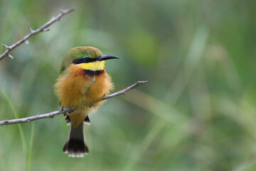 Zwergspint / Little bee-eater / Merops pusillus