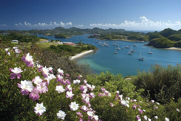 Obraz premium Scenic caribbean island view with flowers in foreground and sailboats in the bay