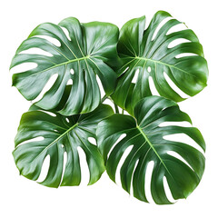 A Lush Green Monstera Plant with Dramatic Split Leaves Isolated on Transparent Background
