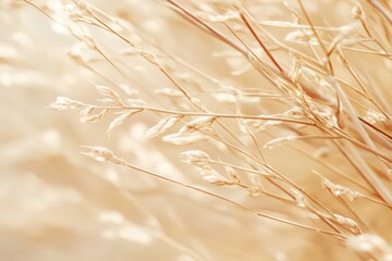Beige Dried Grasses Close Up, Soft Natural Light, Shallow Depth of Field