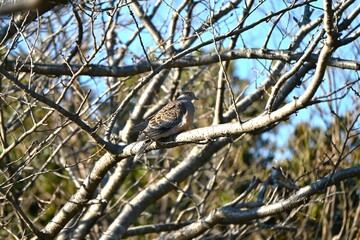An Oriental turtle dove (Streptopelia orientalis). A wild bird of the Columbidae , it is characterized by black and brown scaly patterns on its wings.