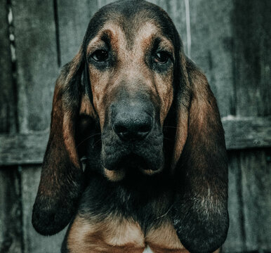 blood hound portrait