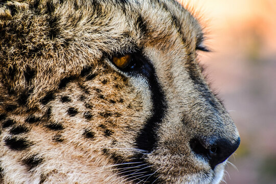 close up of a leopard