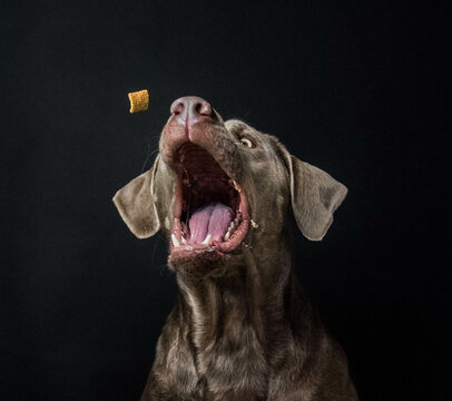 dog catching a treat