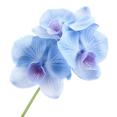 Exquisite Blue Orchids in Full Bloom with Delicate Petals and Soft Violet Accents