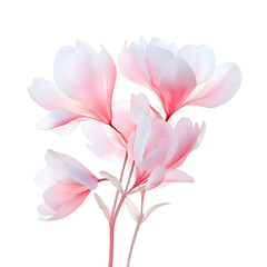 Fototapeta premium Vibrant Blooming Cyclamen Plant with Soft Pink Flower Isolated on Transparent Background