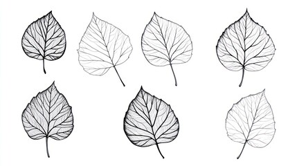 Eight stylized leaves, line art, white background, design element