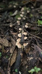 mushrooms in the forest