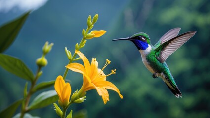 Fototapeta premium Vibrant green and blue Sparkling Violetear hummingbird hovering beside a stunning yellow flower. Native to Ecuador's tropical mountain forests. A scene capturing wildlife in nature. Birdwatching ex...