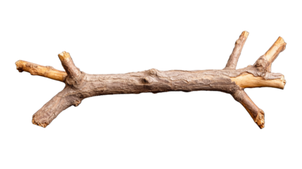 Natural rustic branch with multiple offshoots on transparent background