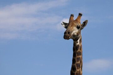 Giraffe / Giraffe / Giraffa camelopardalis