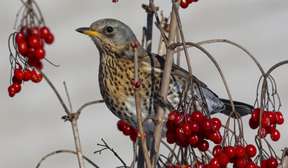 The fieldfare is a member of the thrush family Turdidae
