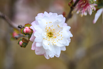 Close Up of Prunus Japonica Blossom with Delicate Petals