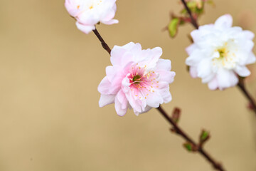 Close Up of Prunus Japonica Blossom with Delicate Petals