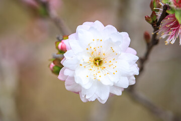 Close Up of Prunus Japonica Blossom with Delicate Petals
