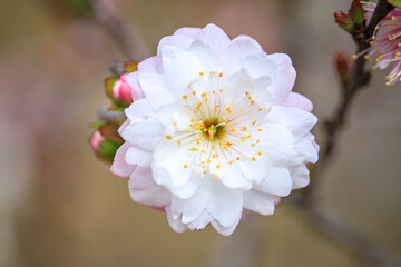 Close Up of Prunus Japonica Blossom with Delicate Petals