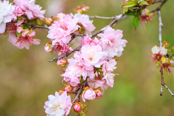 Close Up of Prunus Japonica Blossom with Delicate Petals