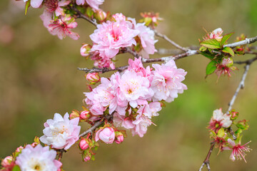 Close Up of Prunus Japonica Blossom with Delicate Petals