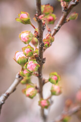 Spring Blossoms on Bare Branch in Soft Focus