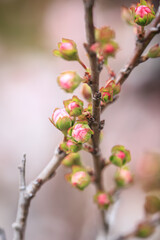 Spring Blossoms on Bare Branch in Soft Focus