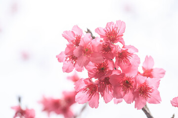 Vibrant Pink Cherry Blossoms in Full Bloom