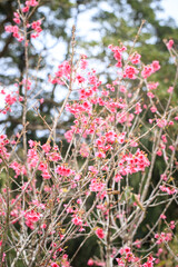 The Chinese New Year Flower, Delicate Pink Enkianthus Blossoms with Warm-Tinted Leaves